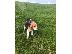 PoulaTo: beagle puppy